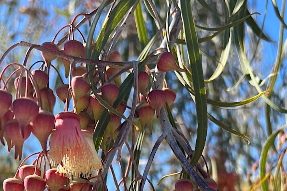 Eucalyptus Walk