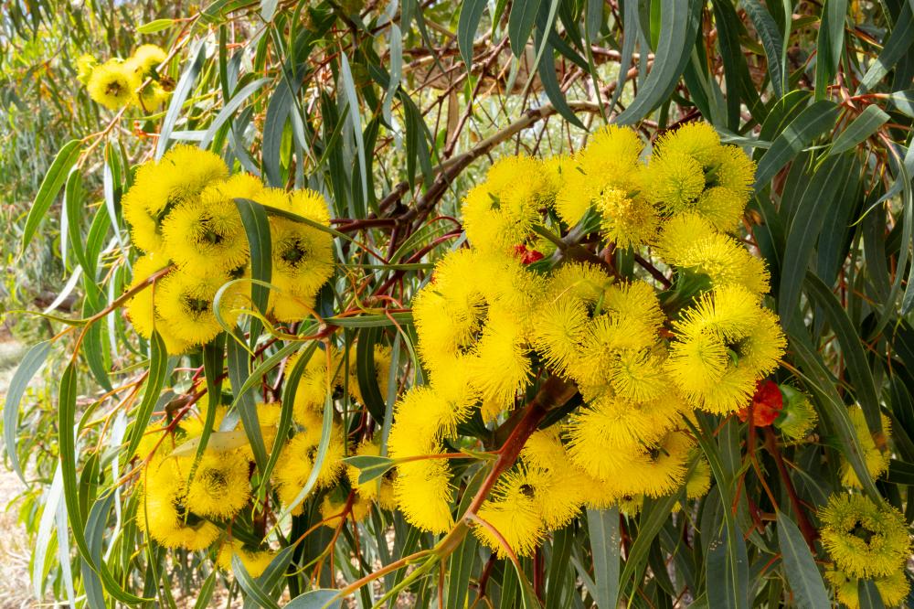 Illyarrie (Eucalyptus erythrocorys)