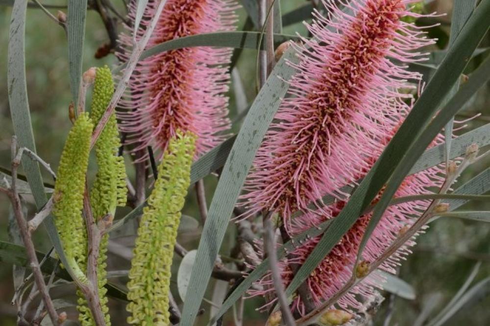 Hakea francissiana 