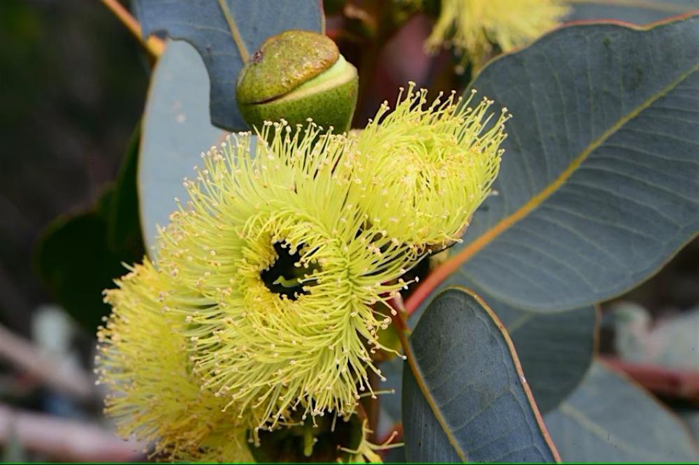 Native Botany - Myrtaceae family 101