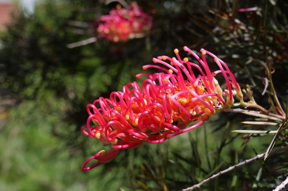 Grevillea 'Woman of Spirit'