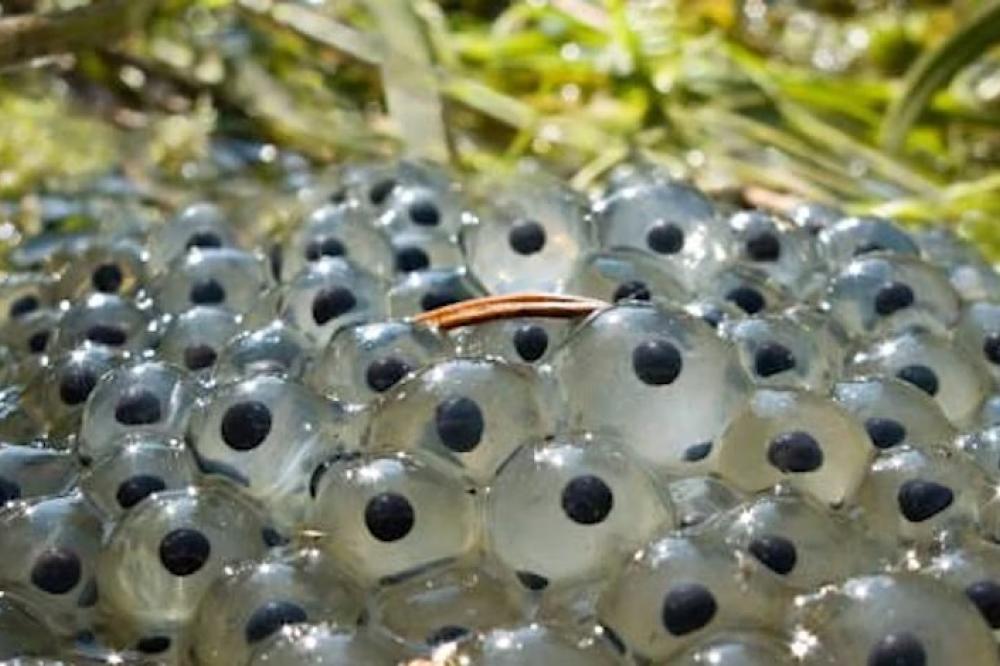 eggcellent eggs