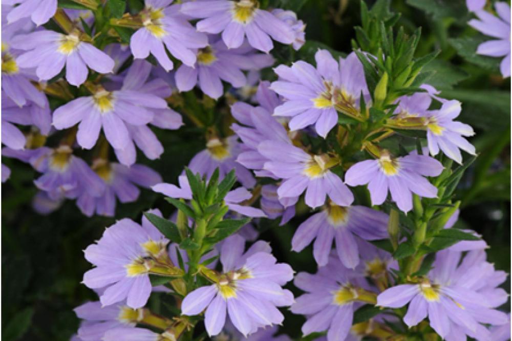 scaevola blue print