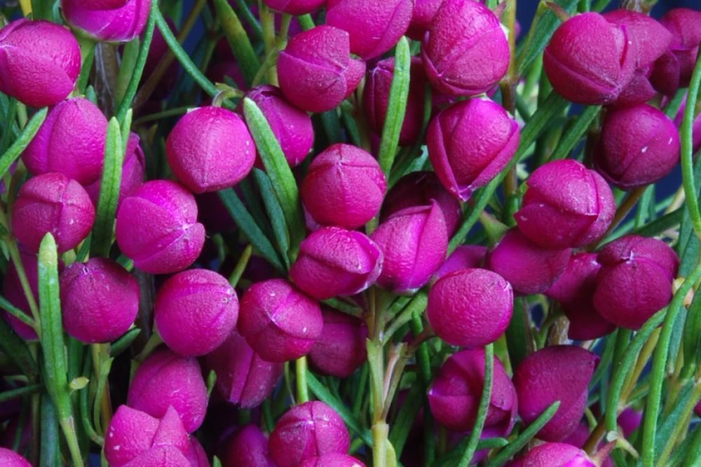 Boronia Plum Bells