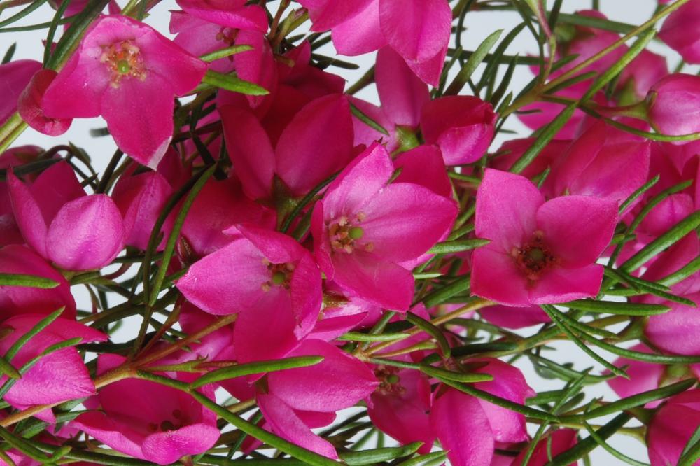 Magenta Stars