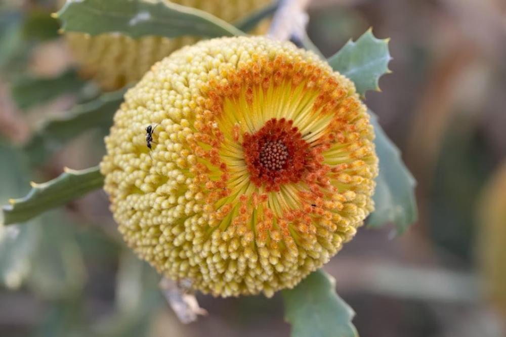 Brilliant Banksias