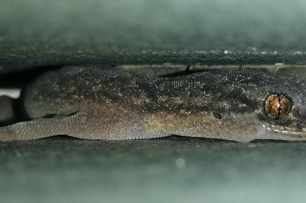 Bold Park Night Stalk
