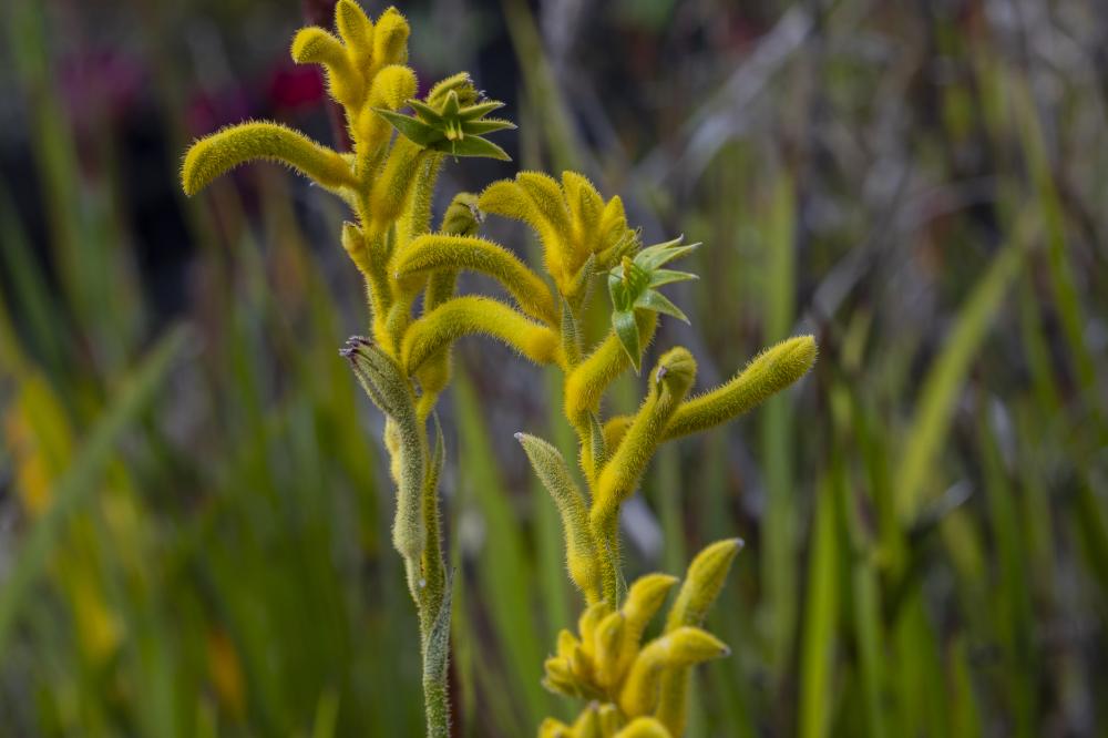 Anigozanthos Sunburst 