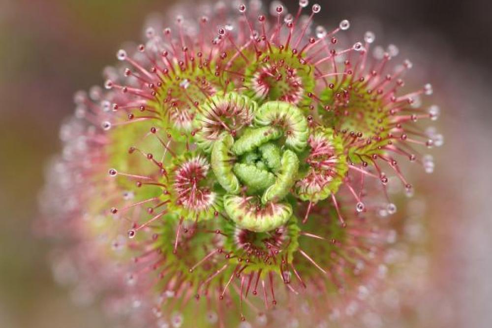 Drosera sp. captured by Basilia Staltari