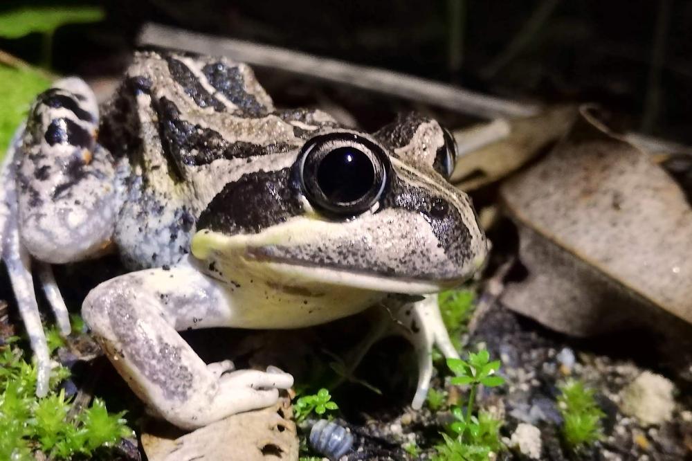 Banjo Frog Bold Park