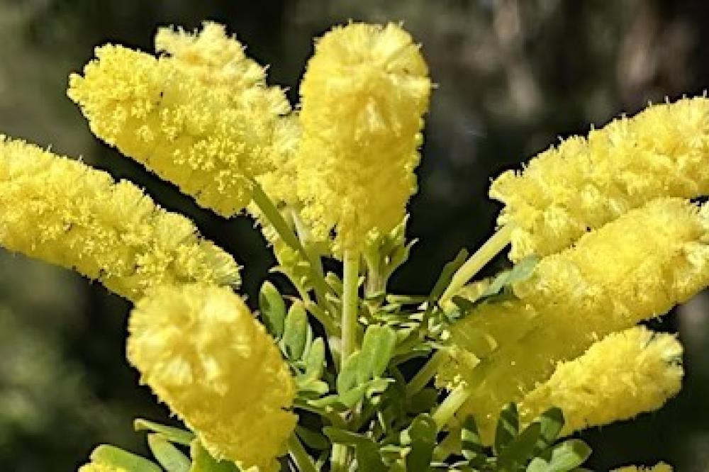 Wonderful Wattles