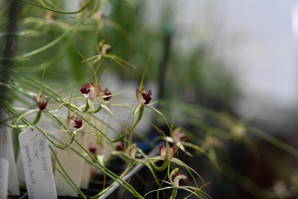Science Insider: Orchids Up Close