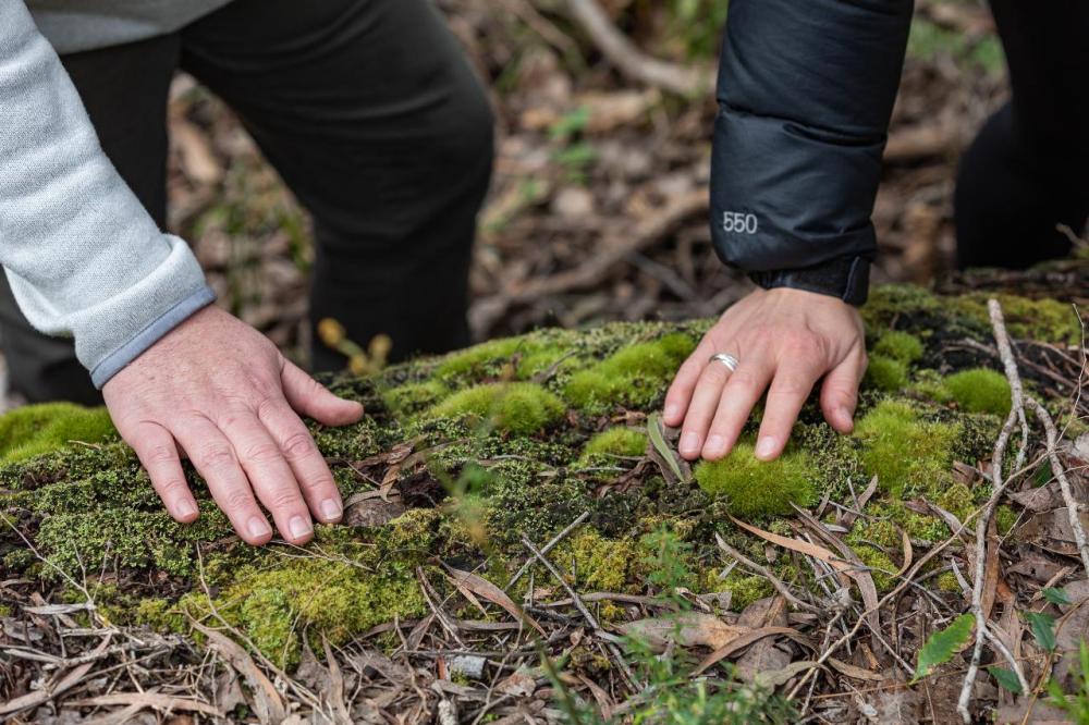 Forest Bathing