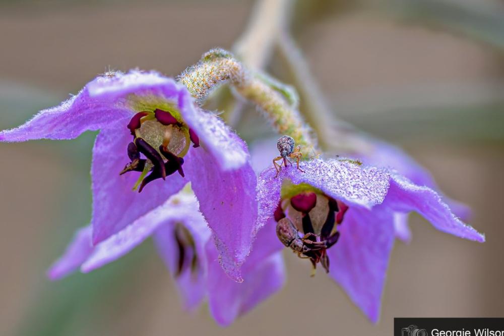 Adaptations and Resilience of WA Flora