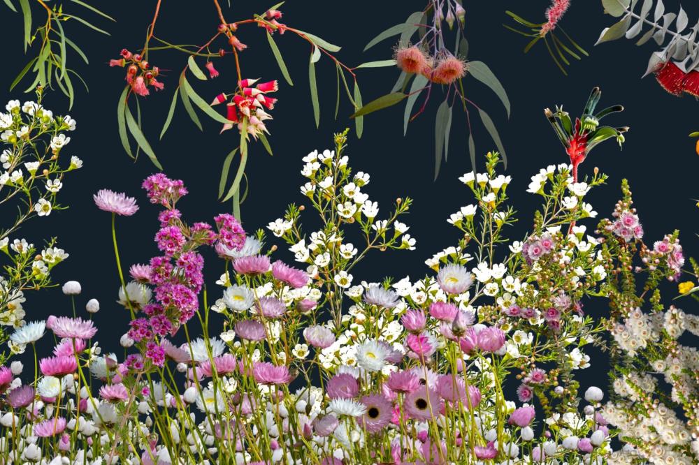 Celebrating 60 Years of the Western Australian Botanic Garden