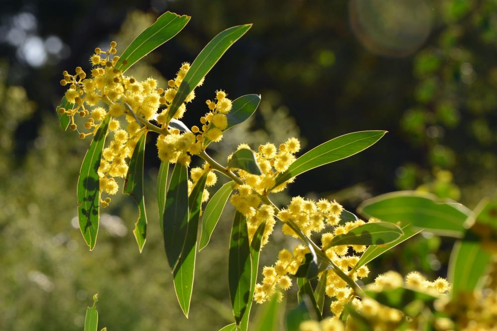 Native Botany - Fabaceae Family 101