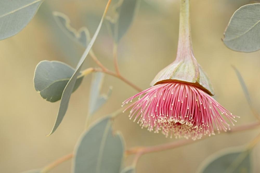 Discover the wonder of wildflower photography and chaotic variables