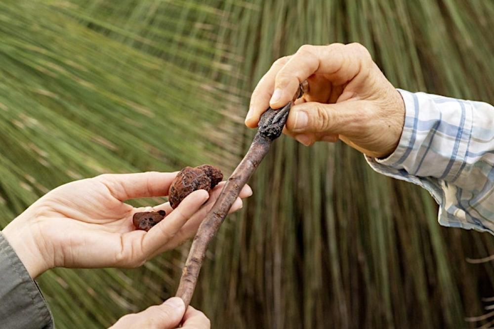 Rich Bushland Resources