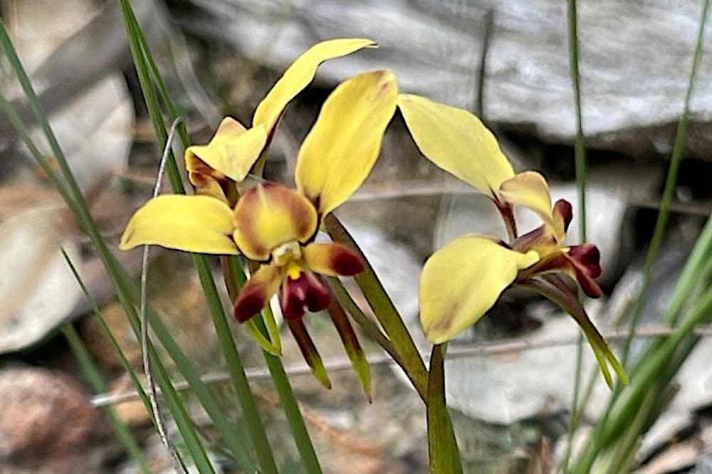Awesome Orchids