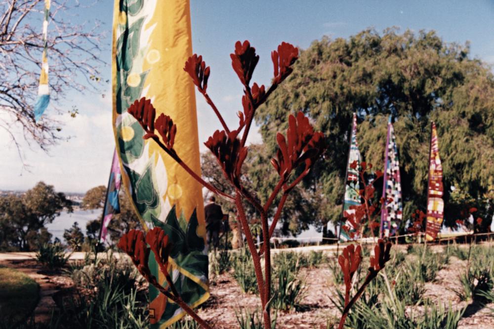 Kangaroo paw