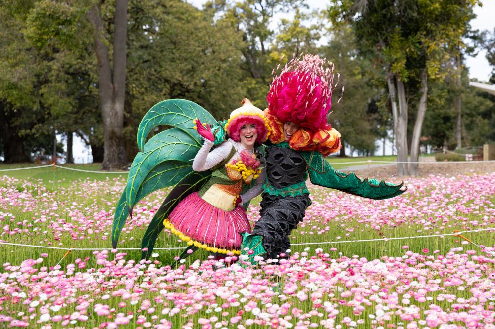 Adorable Florables Silver Princess and Orange Banksia in the Everlastings beds in Kings Park