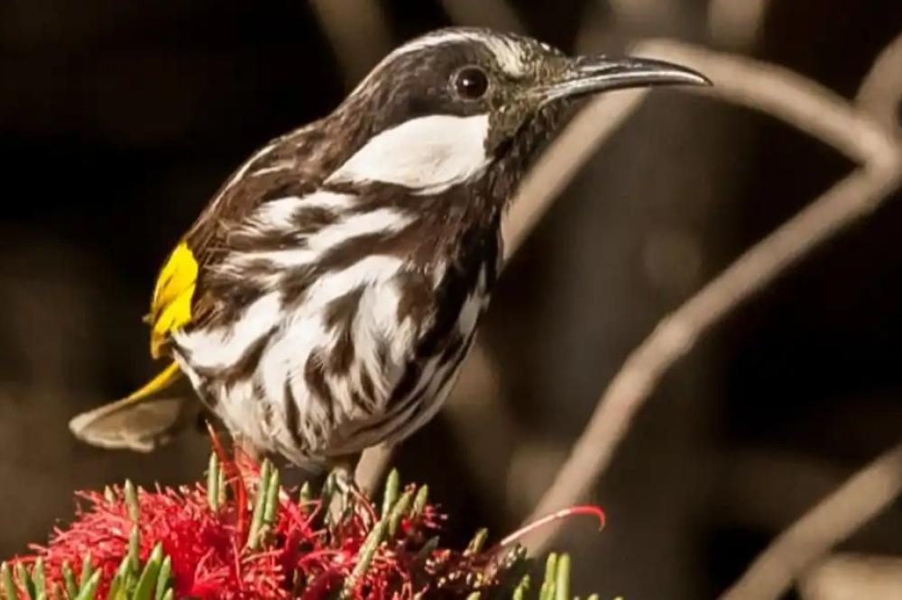 White-cheeked Honeyeater by Georgina Steytler