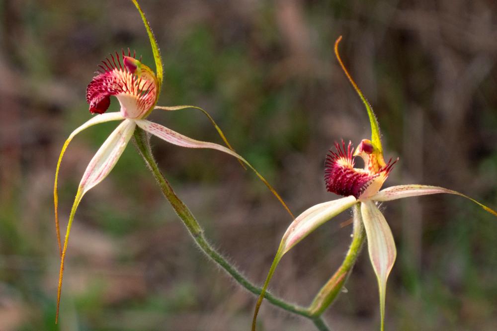 Caladenia arenicola