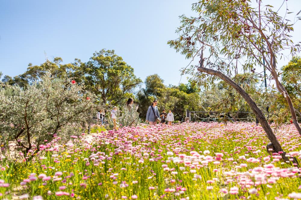 Everlastings in Kings Park