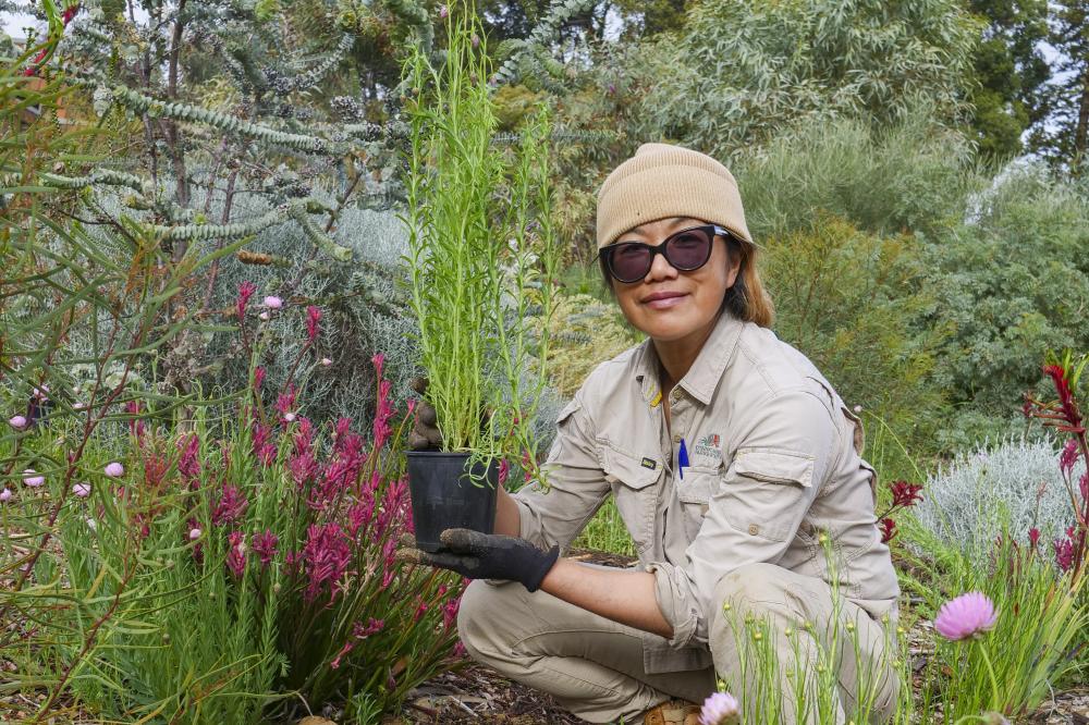 Horticulturist planting Everlastings