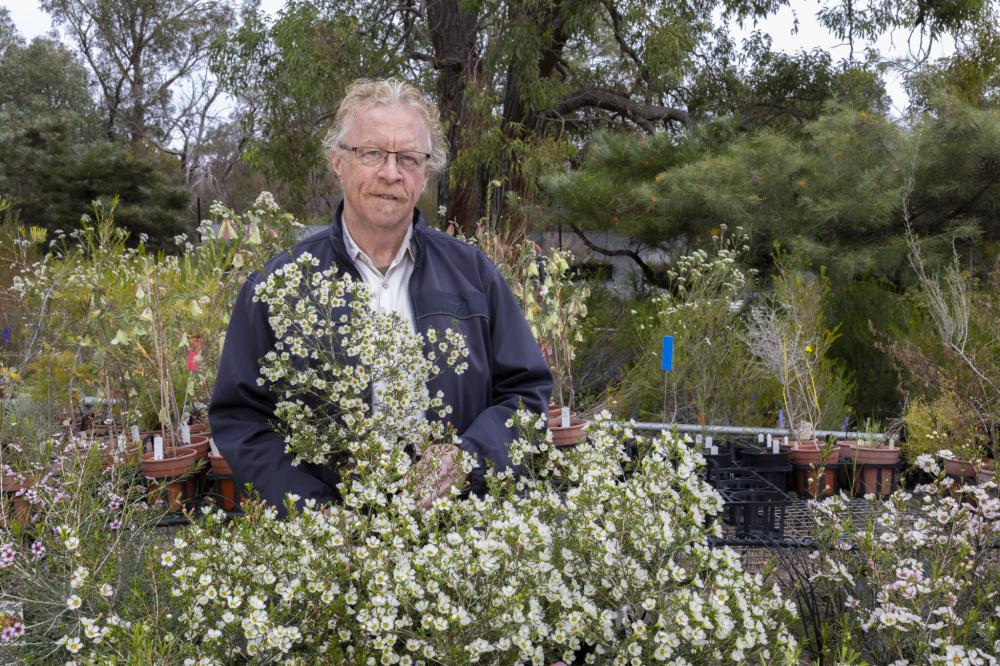 Kings Park Senior Plant Breeder Digby Growns with Chamelaucium White Diamond