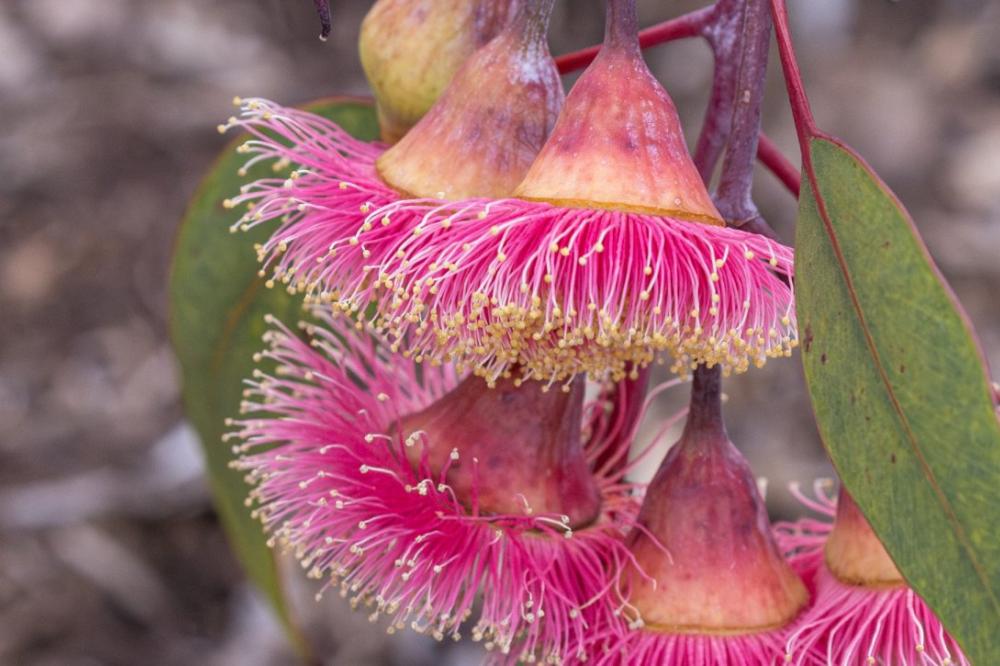 MAY GIBBS: HER LIFE AND BUSHLAND STORIES OF KINGS PARK