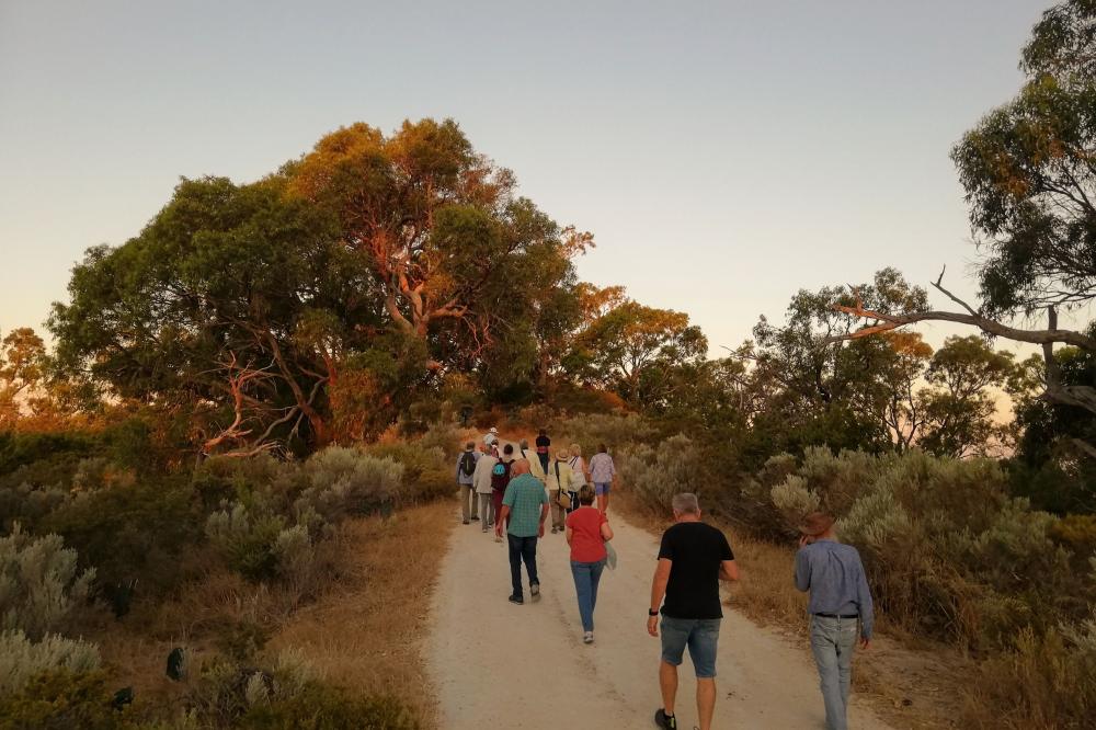 Tree Explorer Walk