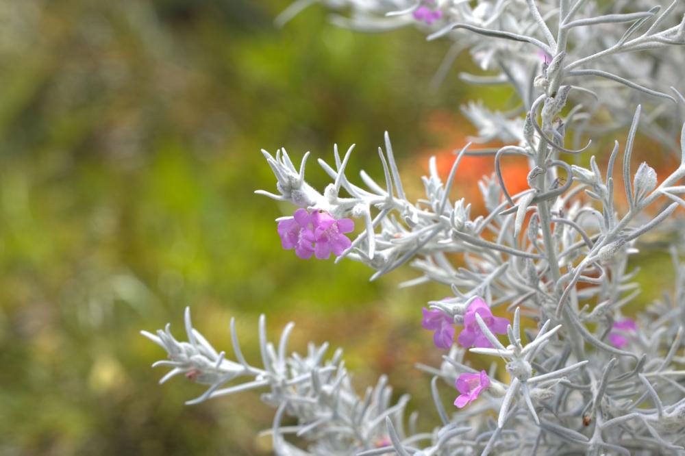 Eremophila nivea 'Pink Pearl'