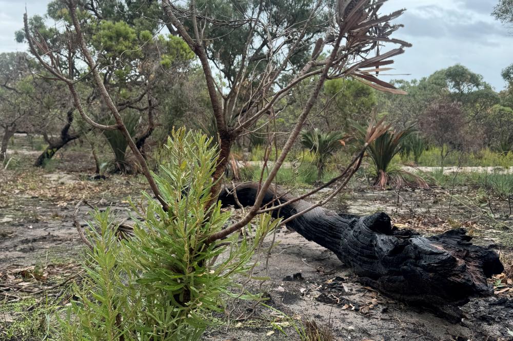 Fire site Kings Park