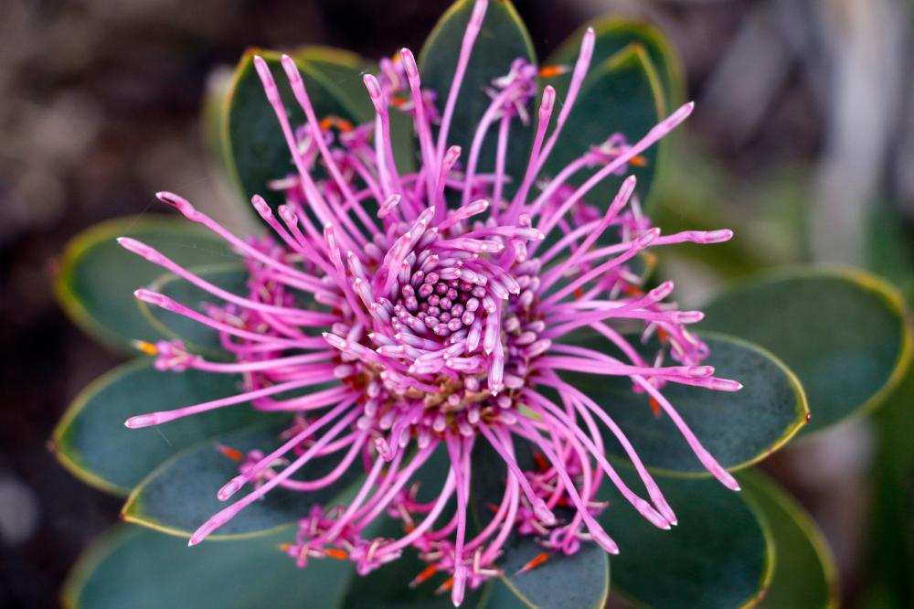Isopogon latifolius photographer Xiaoyu Yang