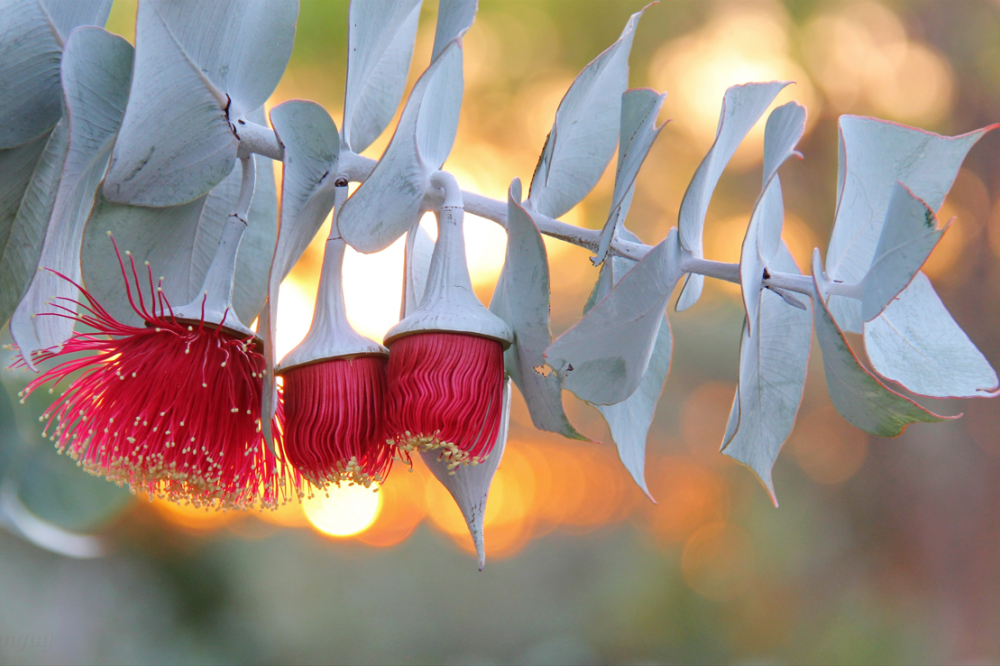 Eucalyptus rhodantha by Guy Leung Eucalyptus rhodantha by Guy Leung