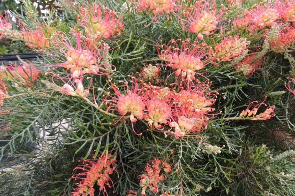 Coral Fusion Coral Fusion