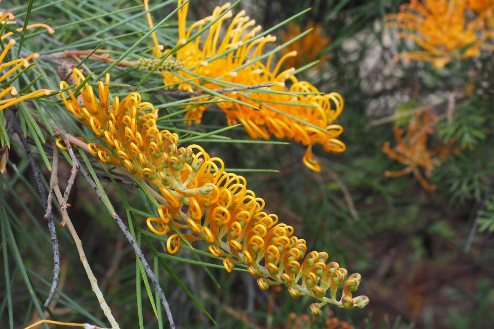 Grevillea Webb's Legacy