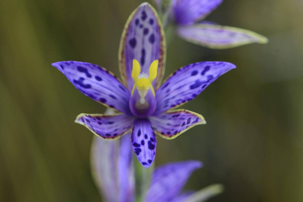 Thelymitra variegata