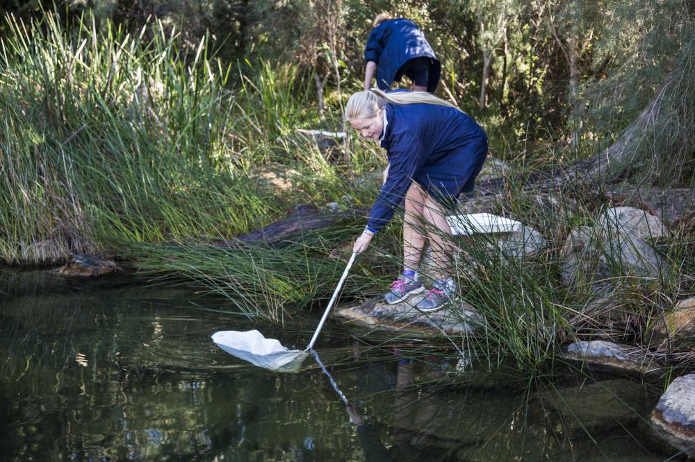 Producers, Consumers, Decomposers Producers, Consumers, Decomposers