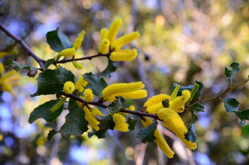 Acacia denticulosa