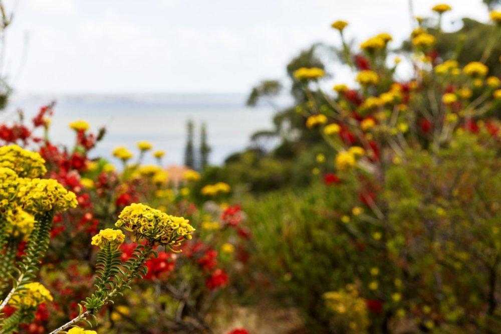 Treading Softly: Mindfully Meeting Nature in Kings Park
