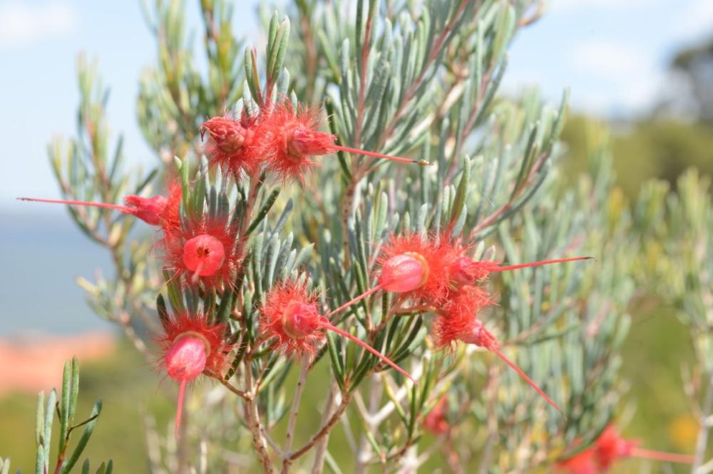 Verticordia mitchelliana 