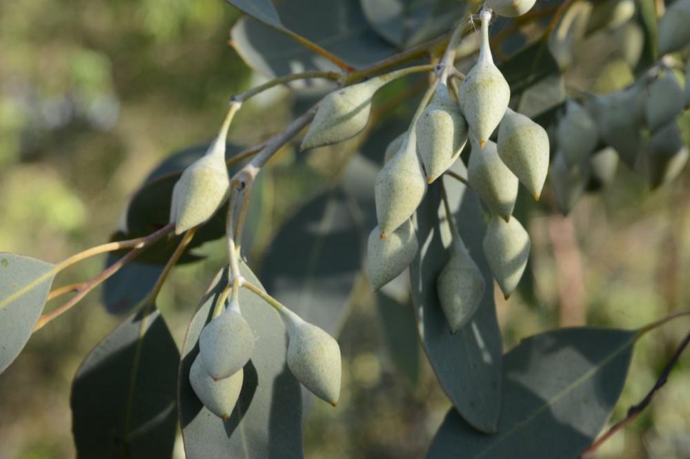 Eucalyptus drummondii