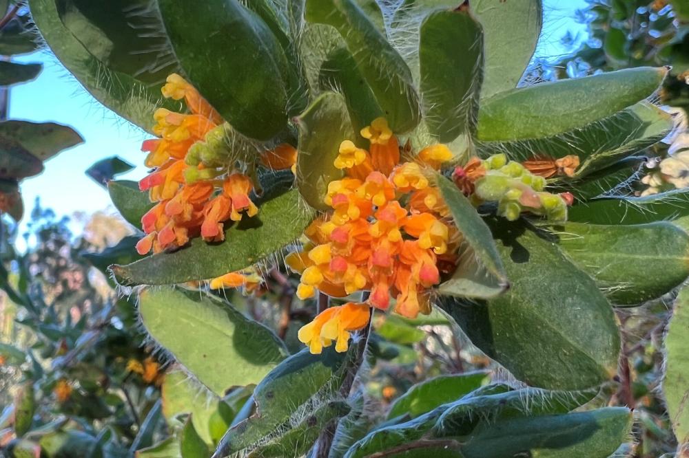 Grevillea pimeleoides