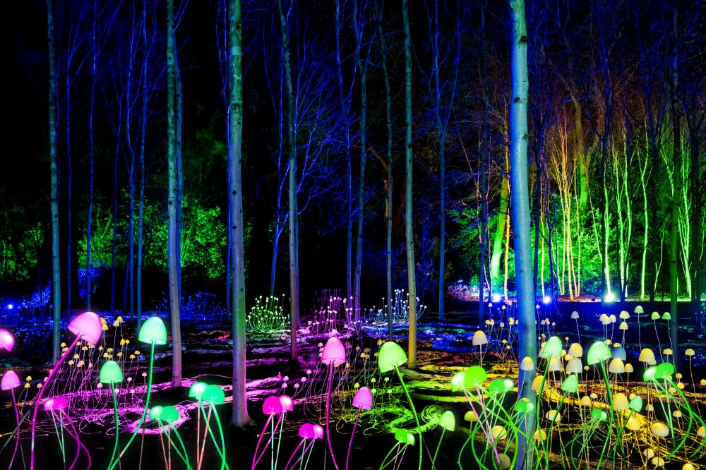 Lightscape 2026 MYCELIUM