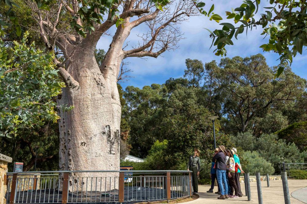 Guided walk group next to Gija Jumulu (Giant Boab)