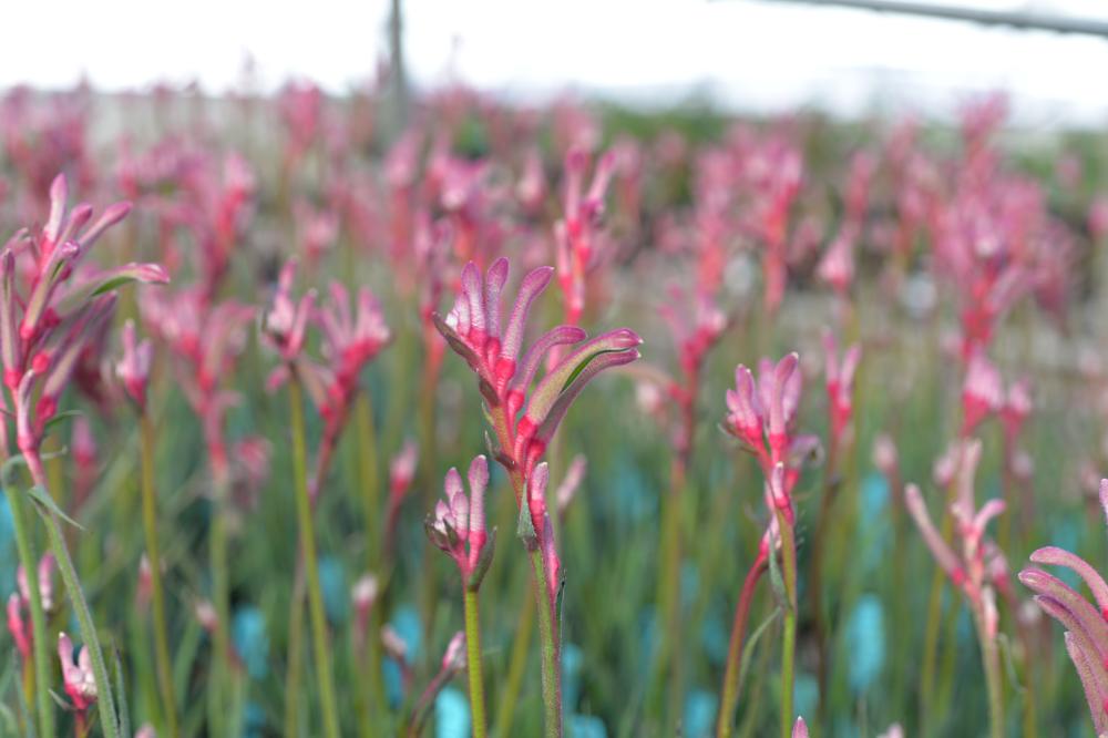 Anigozanthos 'Valentine'
