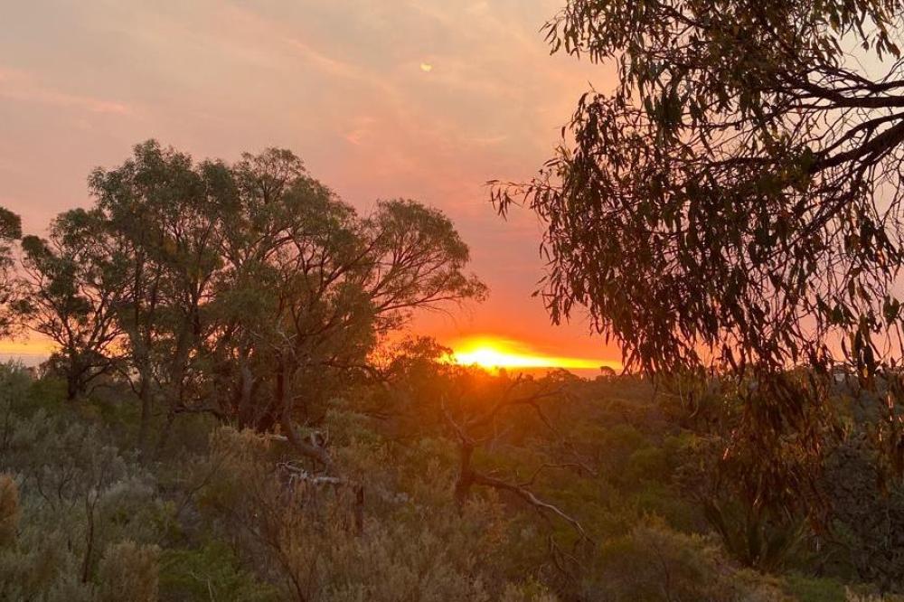 Sunrise in Bold Park