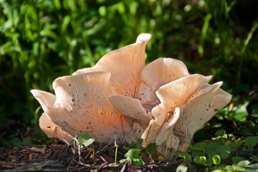 Ghost fungi Ghost fungi